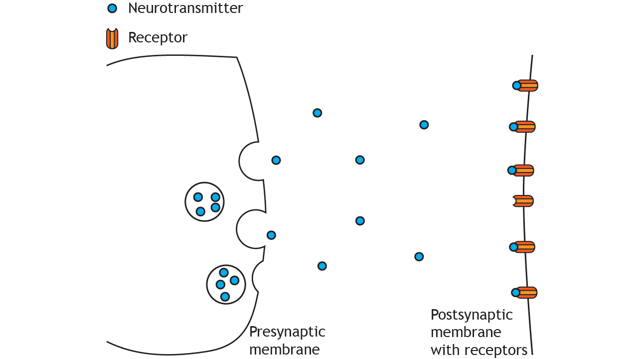 Steps in Synaptic Signaling – Introduction to Neurobiology