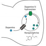 Neurotransmitter Synthesis and Storage – Foundations of Neuroscience