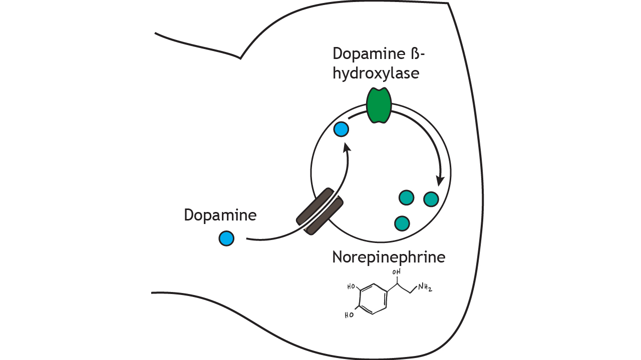 Norepinephrine Neurotransmitter Function