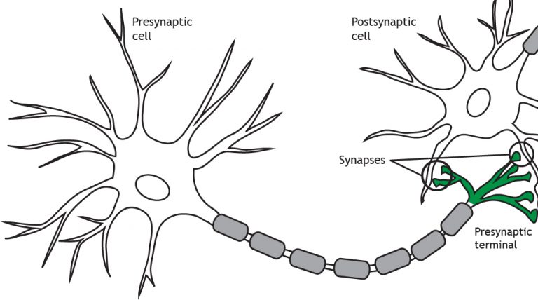 diagram of synapse axon dendrite and axon tip