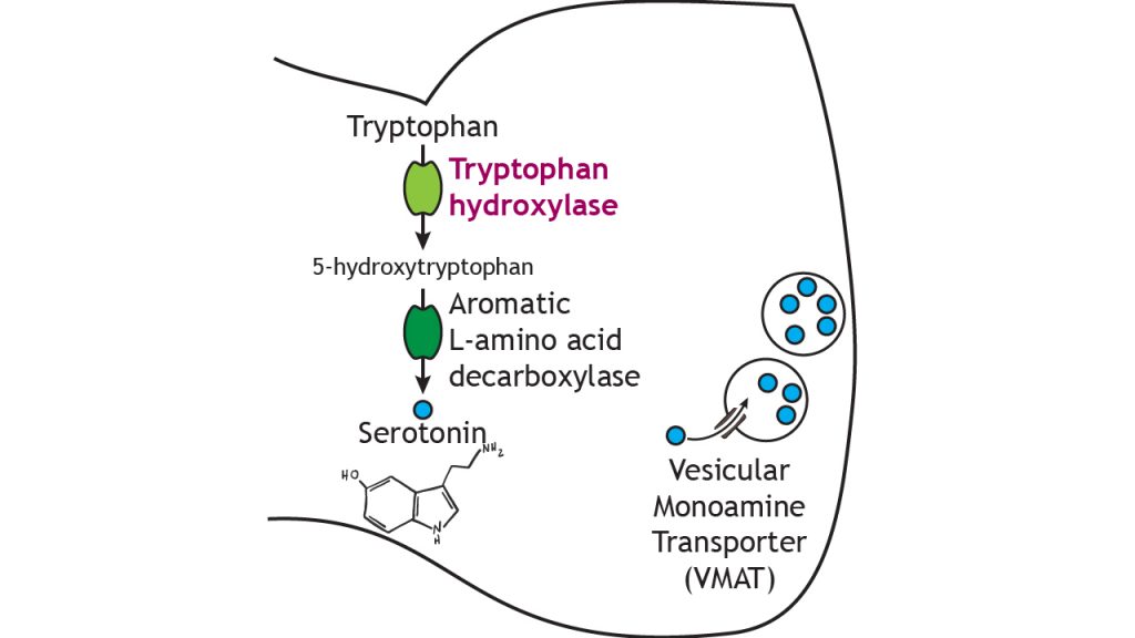 Illustrated pathway of serotonin synthesis and storage. Details in caption.