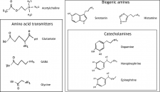 Neurotransmitter Synthesis and Storage – Foundations of Neuroscience