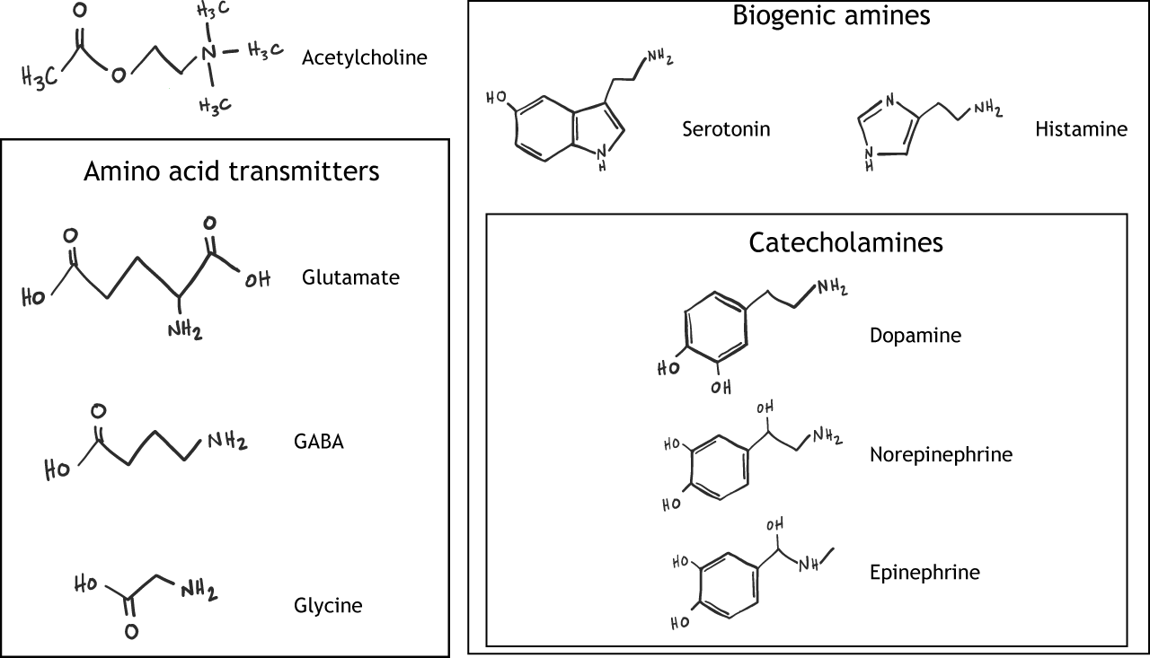 Amino acid neurotransmitters