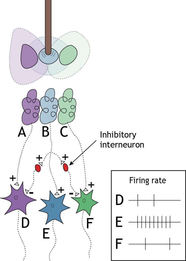 Somatosensory: Central Processing – Foundations of Neuroscience