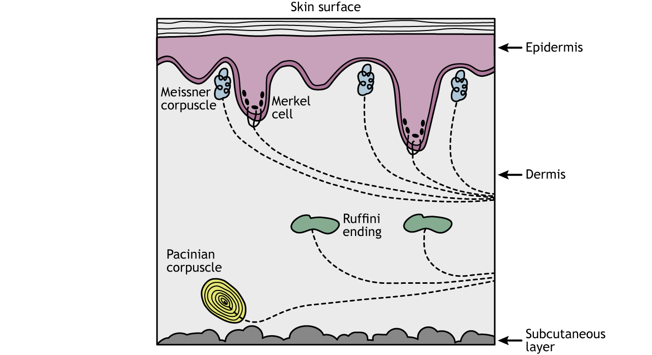 sensory receptors types and functions