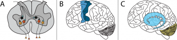 Spinal Control Of Movement – Foundations Of Neuroscience