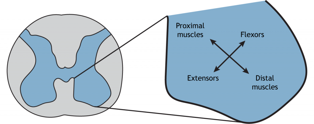 Illustration of ventral horn showing relative locations of motor neurons that innervate different muscles. Details in caption.