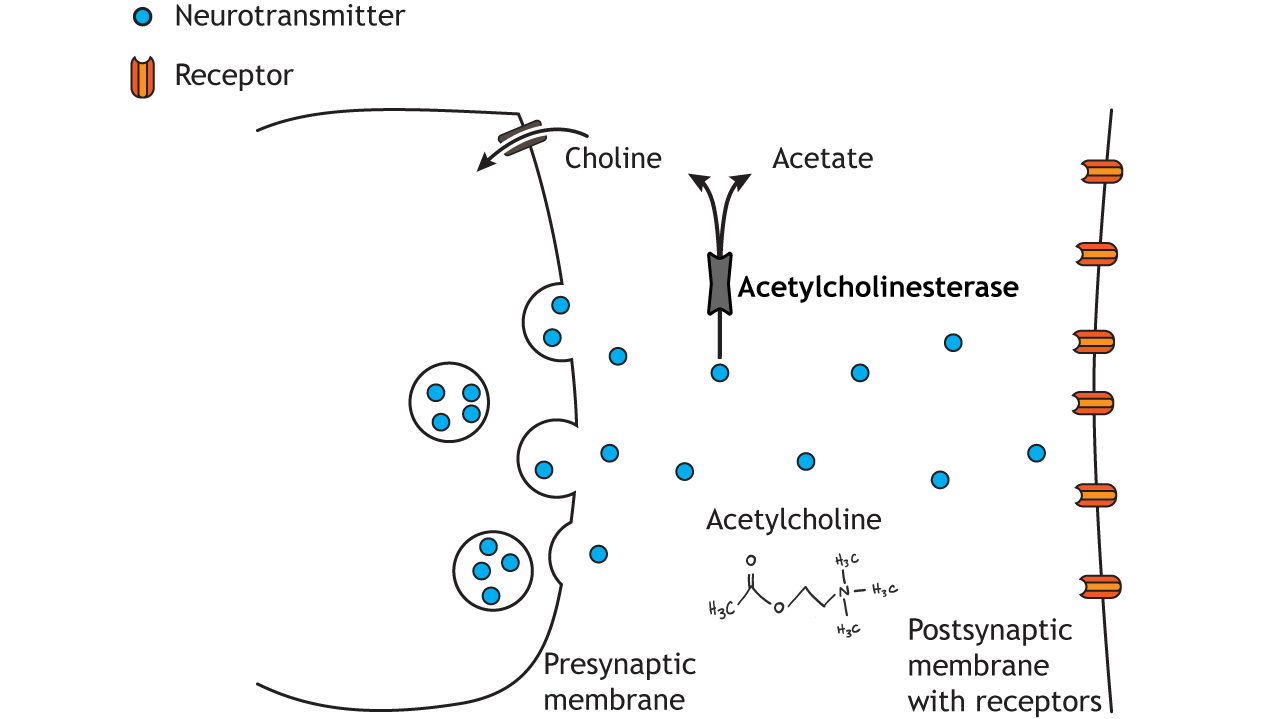 synaptic cleft acetylcholine