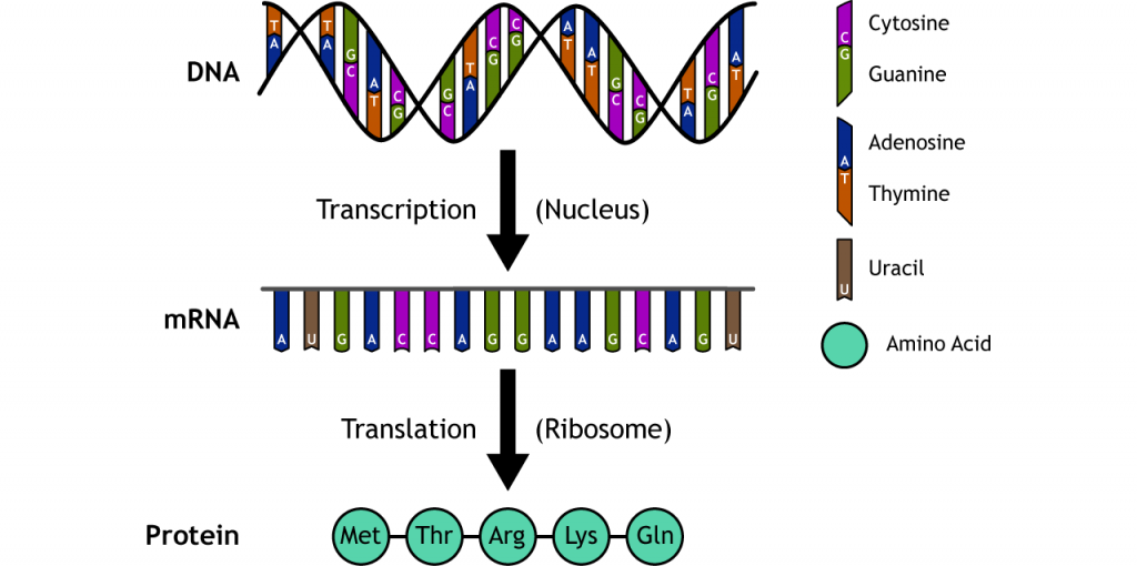 Illustration of the central dogma of genetics. Details in caption.