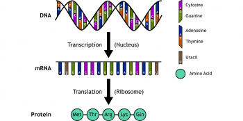 Epigenetics – Foundations of Neuroscience