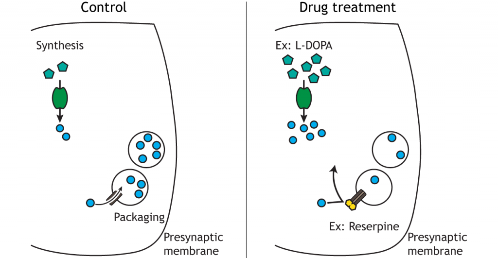 Illustration of synaptic terminal showing drug action on transmitter synthesis and packaging. Details in caption.