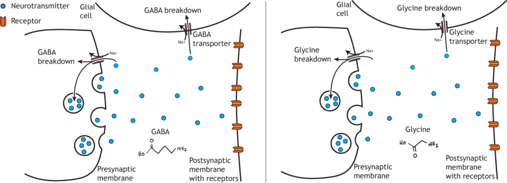 Illustrated pathway of GABA and glycine degradation. Details in caption.