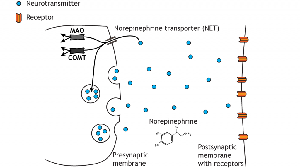 Illustrated pathway of norepinephrine degradation. Details in caption.