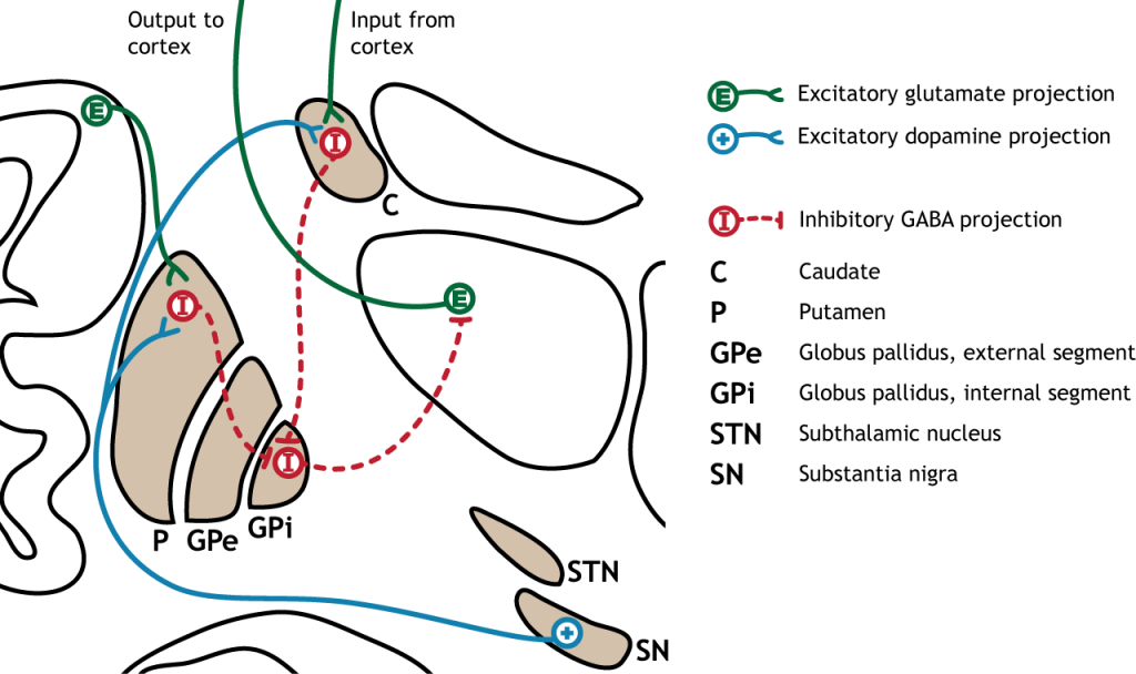 Illustration of direct pathway within the basal ganglia. Details in caption and text.