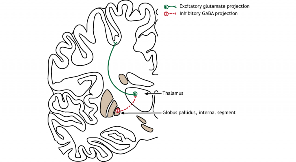 Illustration of output from the basal ganglia. Details in caption and text.