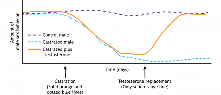 Sexual Differentiation Foundations Of Neuroscience