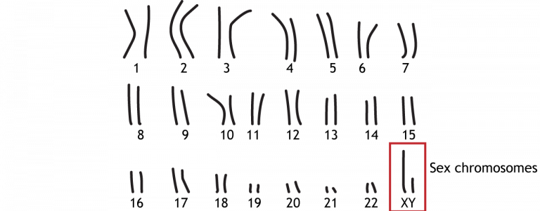 Sexual Differentiation Foundations Of Neuroscience