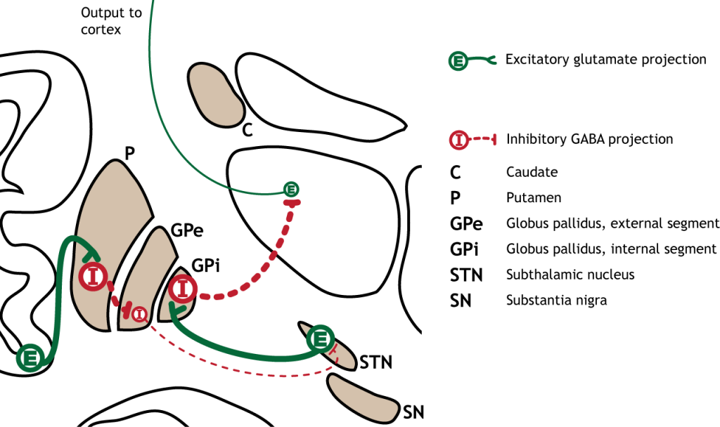Illustration of synaptic changes in the indirect pathway as a result of cortical activation. Details in caption and text.