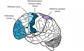 Planning of Movement – Foundations of Neuroscience