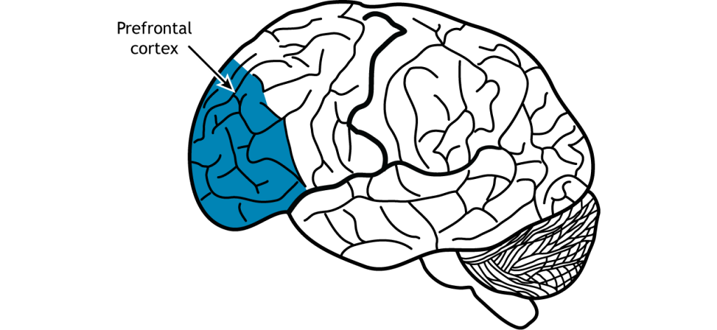 Illustration of the brain showing the location of the prefrontal cortex in the frontal lobe.