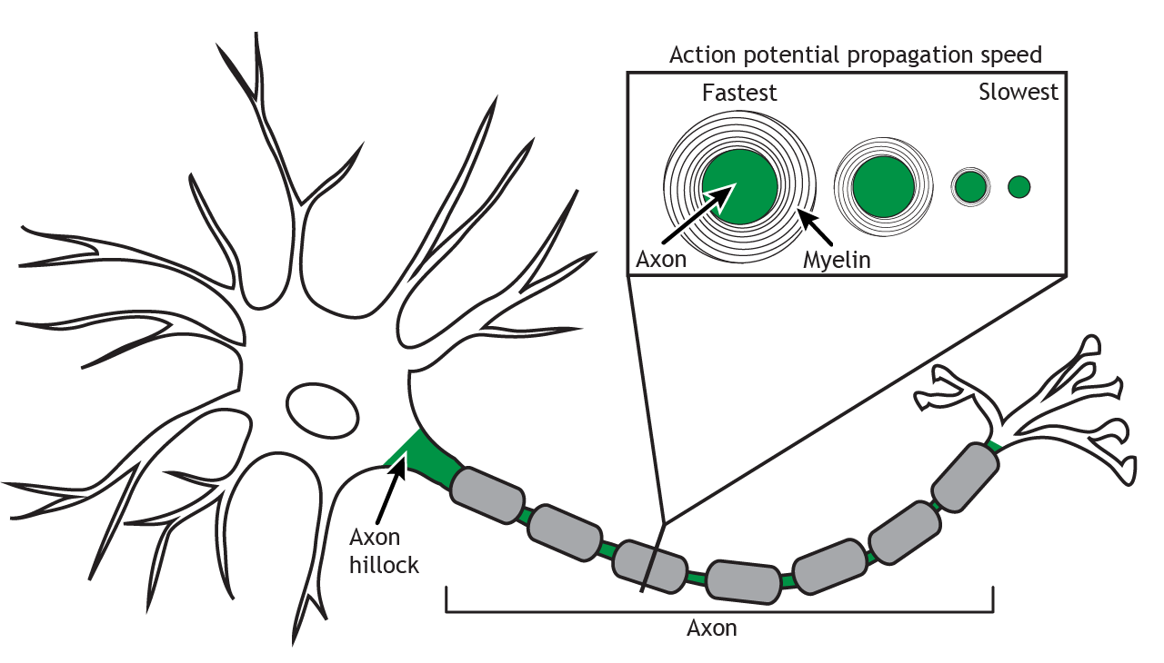 Illustrated neuron highlighting different axon diameters and thickness of myelin. Details in caption.