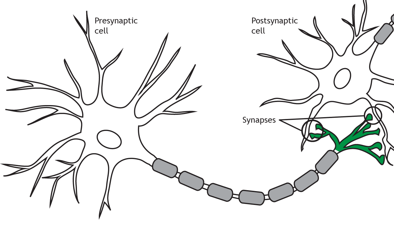 A diagram showing two neurons interacting. On the left is a "Presynaptic cell" with its axon extending towards the right. On the right is a "Postsynaptic cell." The "Presynaptic terminal" of the presynaptic cell branches and is highlighted in green where it forms connections, labeled "Synapses," with the dendrites and cell body of the postsynaptic cell.