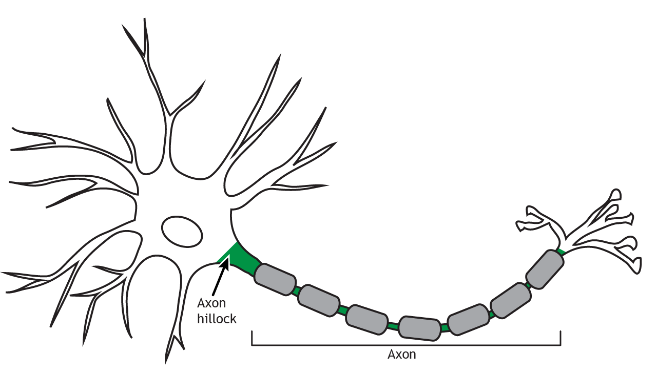 the basic structure of two connected neurons, showing the cell body, dendrites, myelinated axon with Nodes of Ranvier, and synaptic connections between them. Link to detailed alternative text in caption.