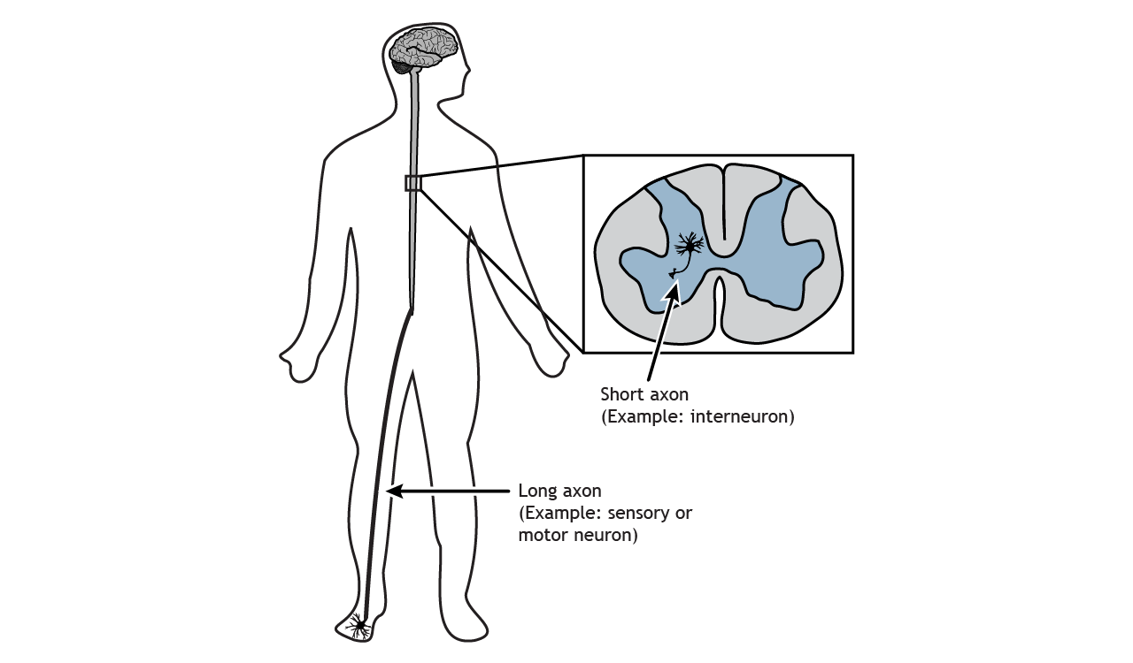 Anatomical diagram illustrating the variation in axon lengths, comparing short interneuron axons within the spinal cord to long sensory and motor neuron axons that extend from the spinal cord to peripheral body parts like the foot. Link to detailed alternative text in caption.