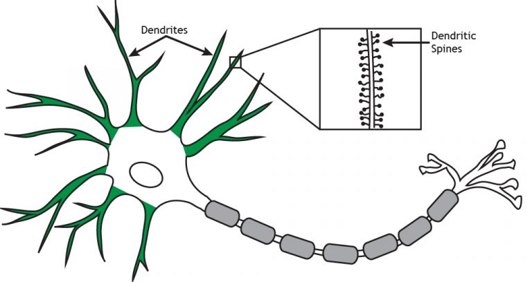 axon and dendrite