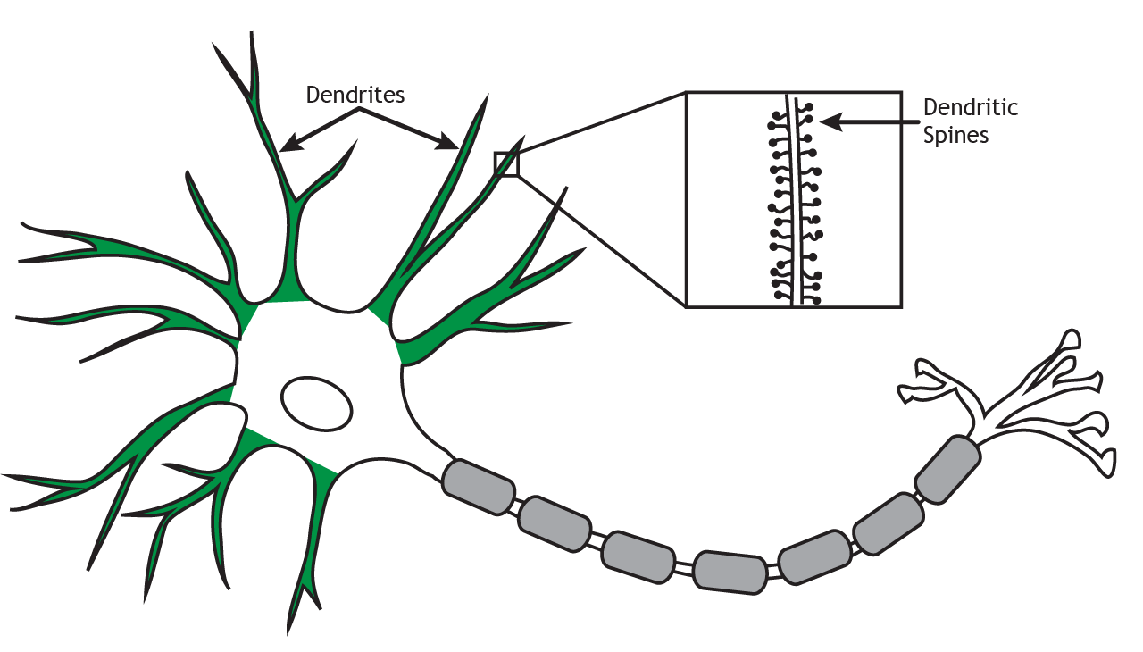 A diagram of a neuron with its dendrites highlighted in green. An inset box magnifies a section of a dendrite, showing small, mushroom-shaped protrusions called "Dendritic Spines" extending from its surface.