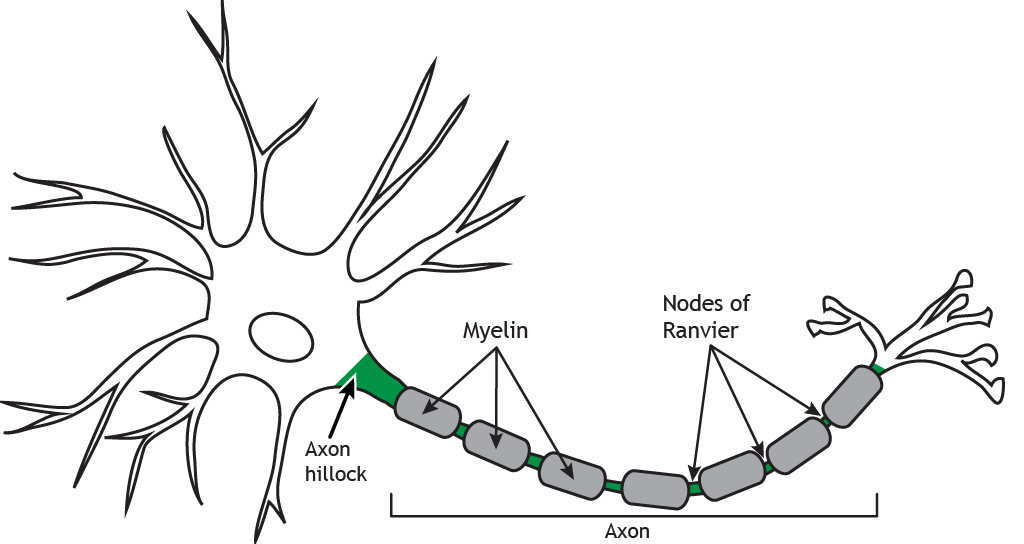 Axon hillock Definition and Examples - Biology Online Dictionary