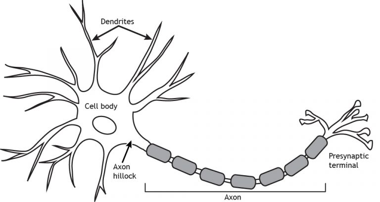 neurons dendrite