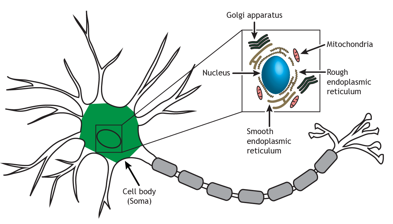 A diagram of a neuron with its cell body, or soma, highlighted in green. An inset box provides a magnified view of the cell body's internal organelles, including the central blue "Nucleus," surrounding "Rough endoplasmic reticulum" (represented by wavy lines with dots), "Smooth endoplasmic reticulum" (represented by wavy lines without dots), several bean-shaped "Mitochondria," and stacks of flattened sacs labeled "Golgi apparatus."