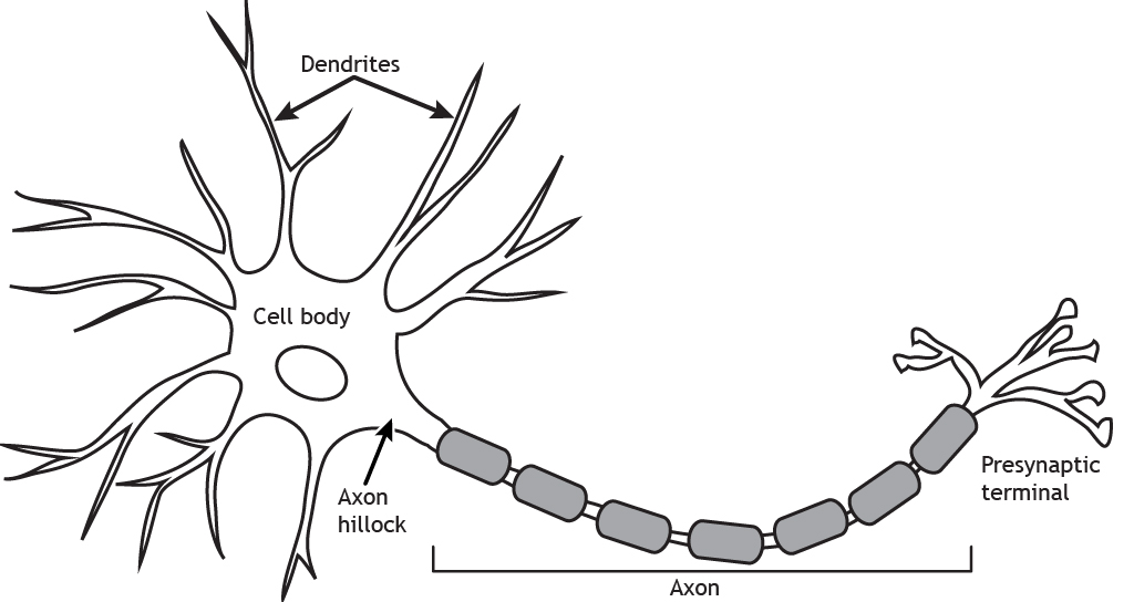 A typical neuron.