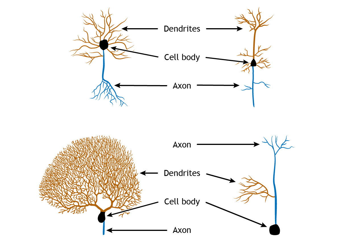 An illustration that demonstrates the structural diversity of neurons by showing three different cell types with varying dendritic complexity, while emphasizing that all neurons share the common components of dendrites, cell body, and axon. Link to detailed alternative text in caption.