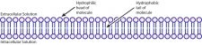 Ion Movement – Foundations of Neuroscience