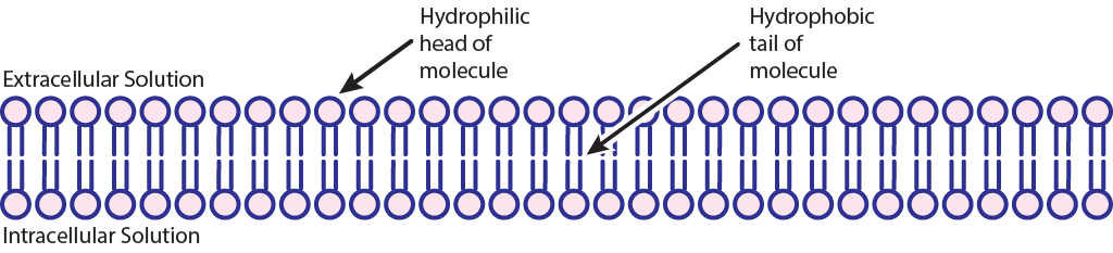 Illustration of phospholipid bilayer. Details in text.