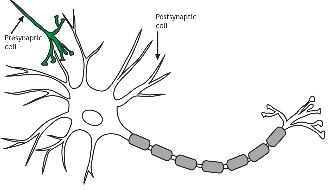 An illustration that shows the directional flow of synaptic transmission from a presynaptic cell to a postsynaptic cell, with the presynaptic terminals highlighted in green to emphasize where neurotransmitter release occurs. Link to detailed alternative text in caption.
