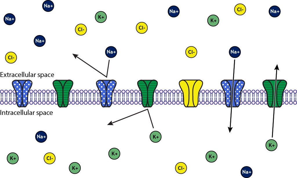Illustrated membrane with channels. Ions can only pass through open channels.