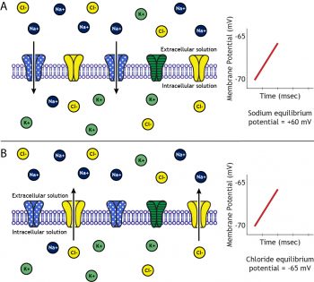 Membrane Potential – Foundations Of Neuroscience