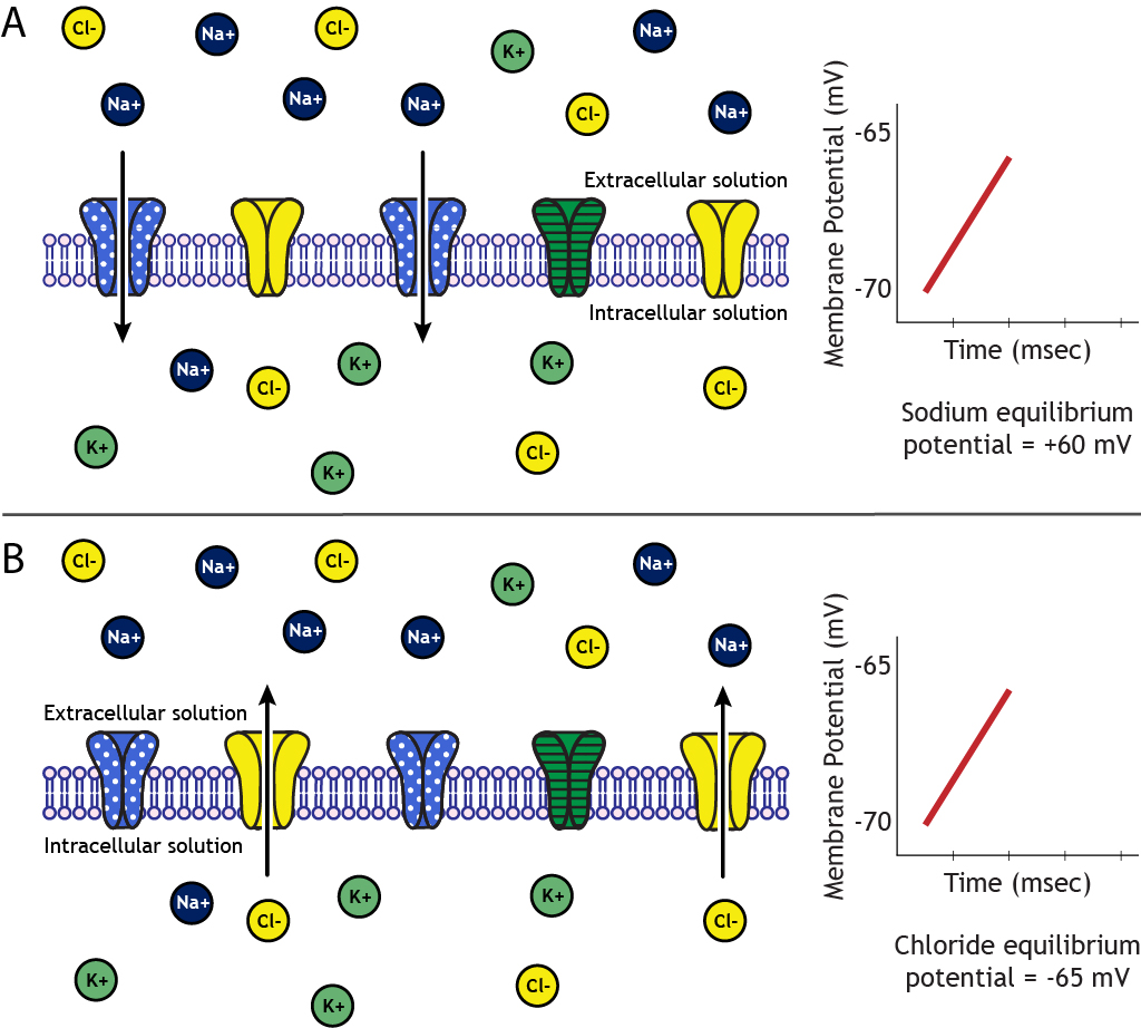 Membrane Potential – Introduction to Neurobiology