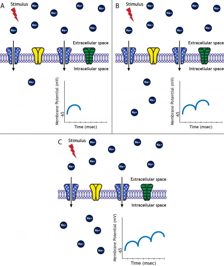 Images Of Animations – Foundations Of Neuroscience