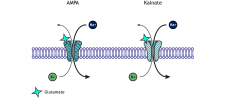 Images of Animations – Foundations of Neuroscience