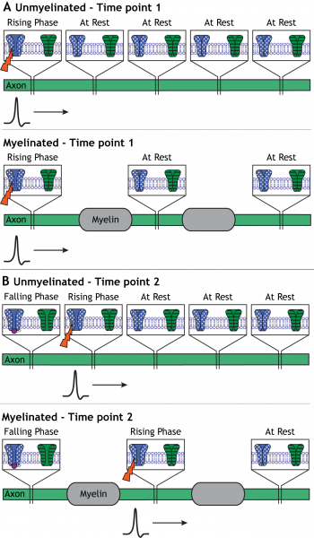 Images Of Animations – Foundations Of Neuroscience