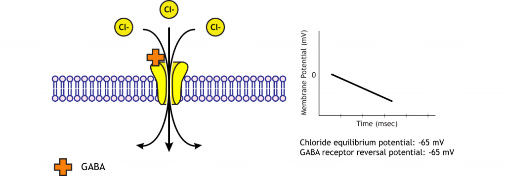 Chloride moves through GABA receptors to reach the reversal potential. Details in caption.