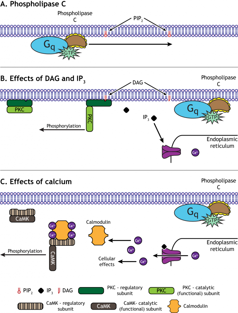 Phospholipase C signaling pathway. Details in caption.