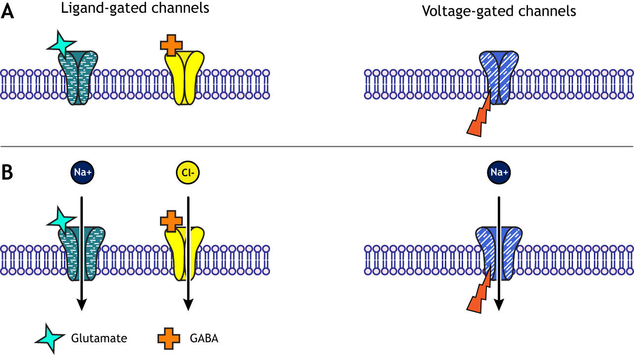 voltage gated ion channels animation