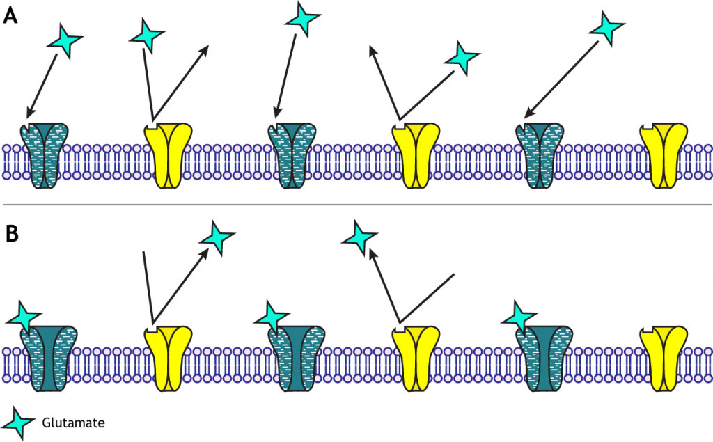 Illustrated channels showing specificity of ionotropic receptors to their specific neurotransmitter. Details in caption.
