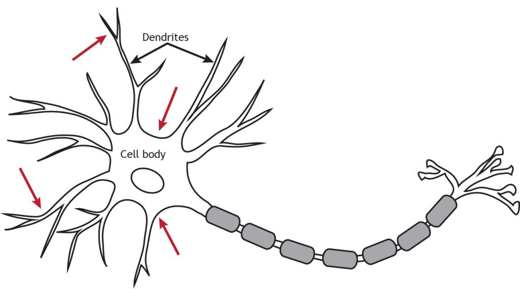 backpropagation neuron dendrite