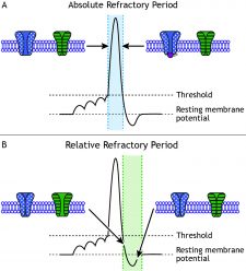 Action Potentials – Foundations of Neuroscience